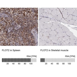 Flotillin 2 Antibody, Novus Biologicals 0.1mL; Unlabeled:Antibodies, Polyclonal
